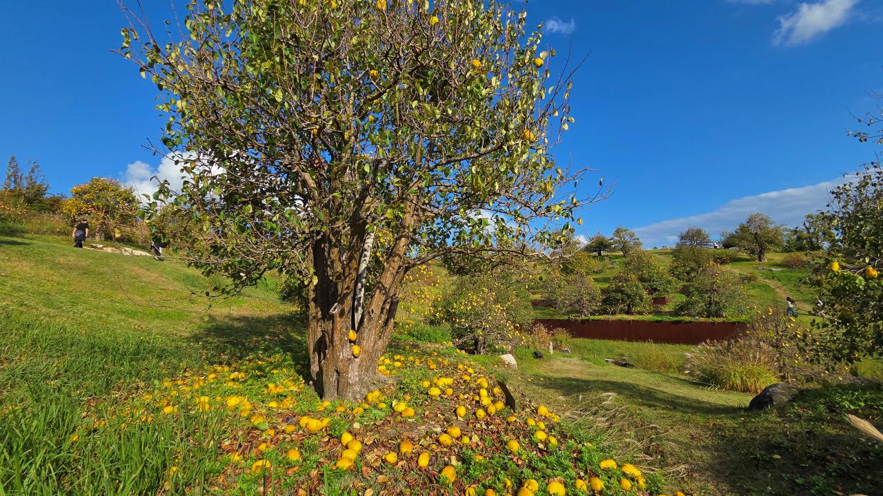 [기차여행] 대구간송미술관과 비밀의 숲 사유원 투어